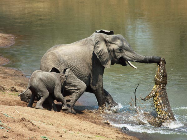 Cocodrilo atacando a una elefante y su cría